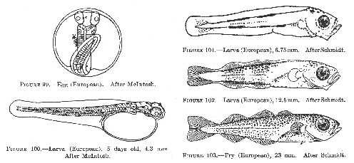 American pollock egg, larvae, and fry