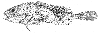 Arctic sculpin (Cottunculus microps)