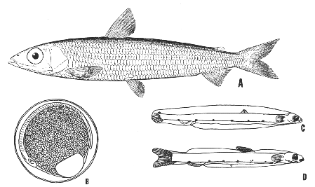 Argentine (Argentina silus)