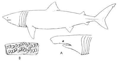 Basking shark (Cetorhinus maximus)