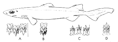 Black dogfish (Centroscyllium fabricii)