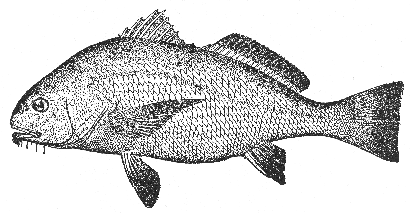 Black drum (Pogonias cromis)