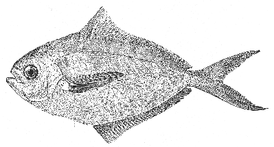 Butterfish (Poronotus triacanthus)