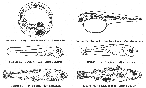 Developmental stages of cod