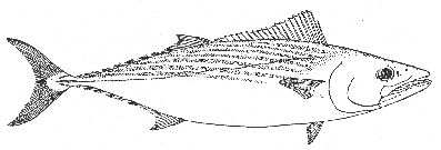 Common bonito (Sarda sarda)