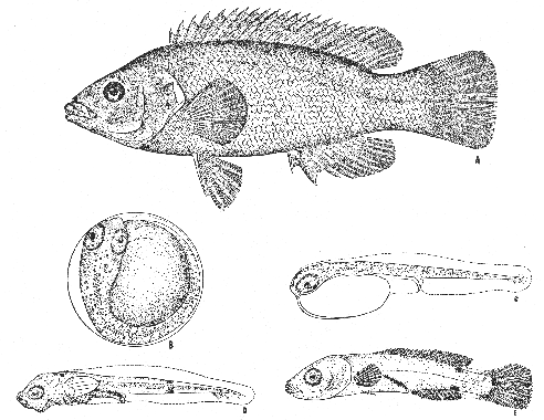 Cunner (Tautogolabrus adspersus)