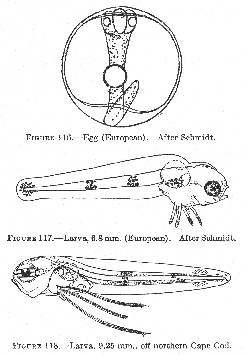 Cusk (Brosme brosme). Egg, Larva, 6.8 mm. and Larva 9.25 mm.