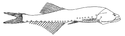 Cyclothone (Cyclothone signata)