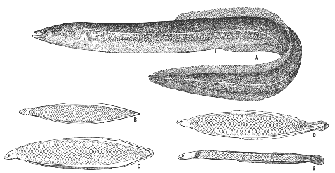 Eel (Anguilla rostrata)