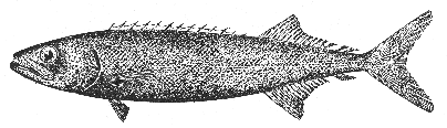 Escolar (Ruvettus pretiosus)