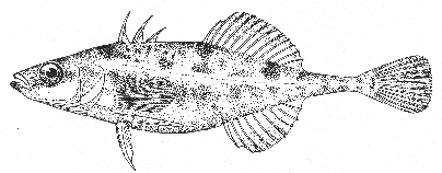 Four-spined stickleback (Apeltes quadracus)