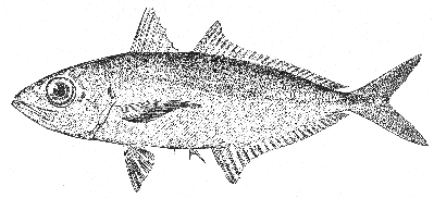 Goggle-eyed scad (Trachurops crumenophthalmus)