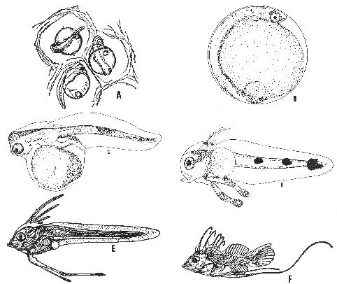 Goosefish (Lophius americanus)