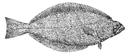 Greenland halibut (Reinhardtius hippoglossoides)