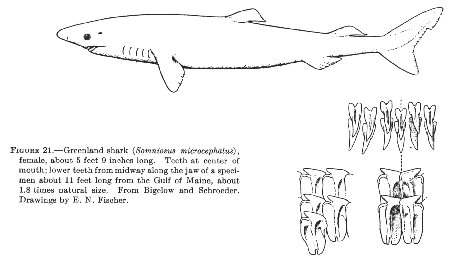 Greenland shark (Somniosus microcephalus)