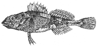 Little sculpin (Myoxocephalus aeneus)