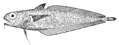 Hakeling (Physiculus fulvus)