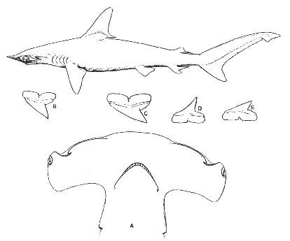 Common hammerhead (Sphyrna zygaena)