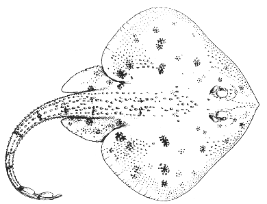 Leopard skate (Raja garmani)