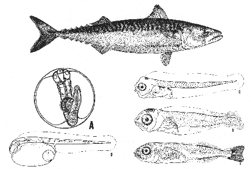 Mackerel (Scomber scombrus)