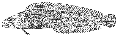 Radiated shanny (Ulvaria subbifurcata)