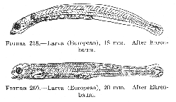 Rock eel (Pholis gunnellus), larva.