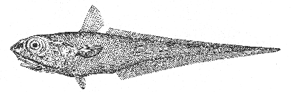 Rough headed grenadier (Macrourus berglax)