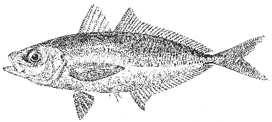 Saurel (Trachurus trachurus)