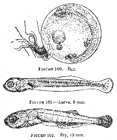 Silverside (Menidia menidia)