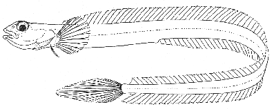 Snake blenny (Lumpenus lumpretaeformis)