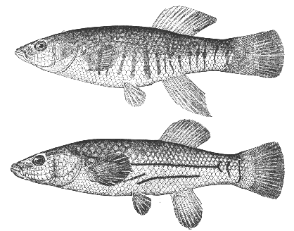 Striped mummichog (Fundulus majalis)