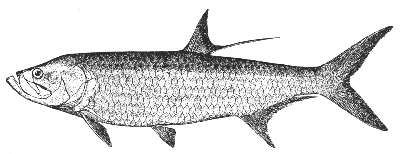 Tarpon (Tarpon atlanticus)