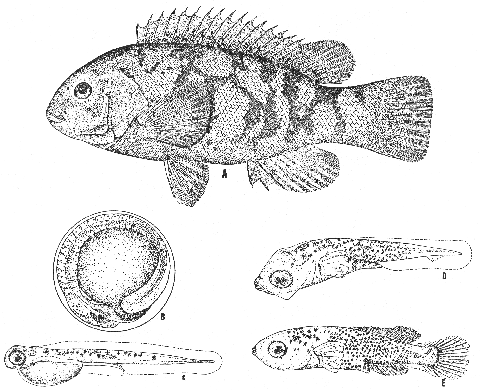 Tautog (Tautoga onitis)