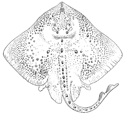 Thorny skate (Raja radiata)