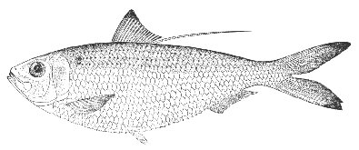Thread herring (Opisthonema oglinum)