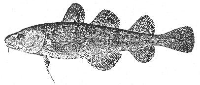 Tomcod (Microgadus tomcod)