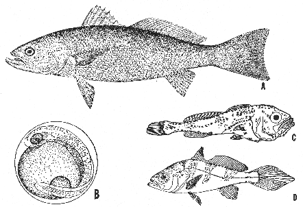 Weakfish (Cynoscion regalis)