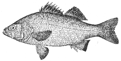 White perch (Morone americana)